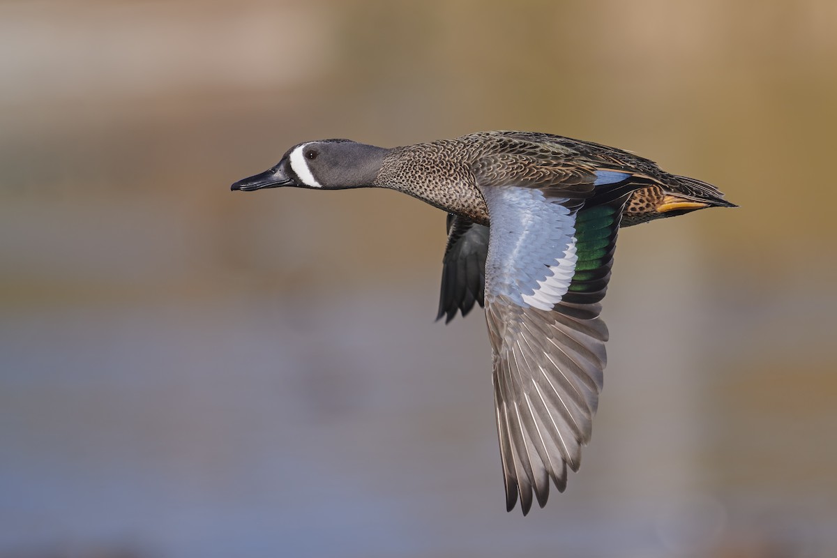 Blue-winged Teal - ML323398991