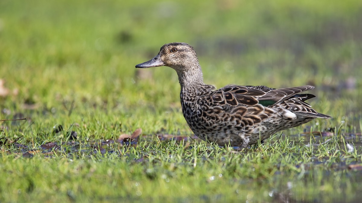 Green-winged Teal - ML323400201