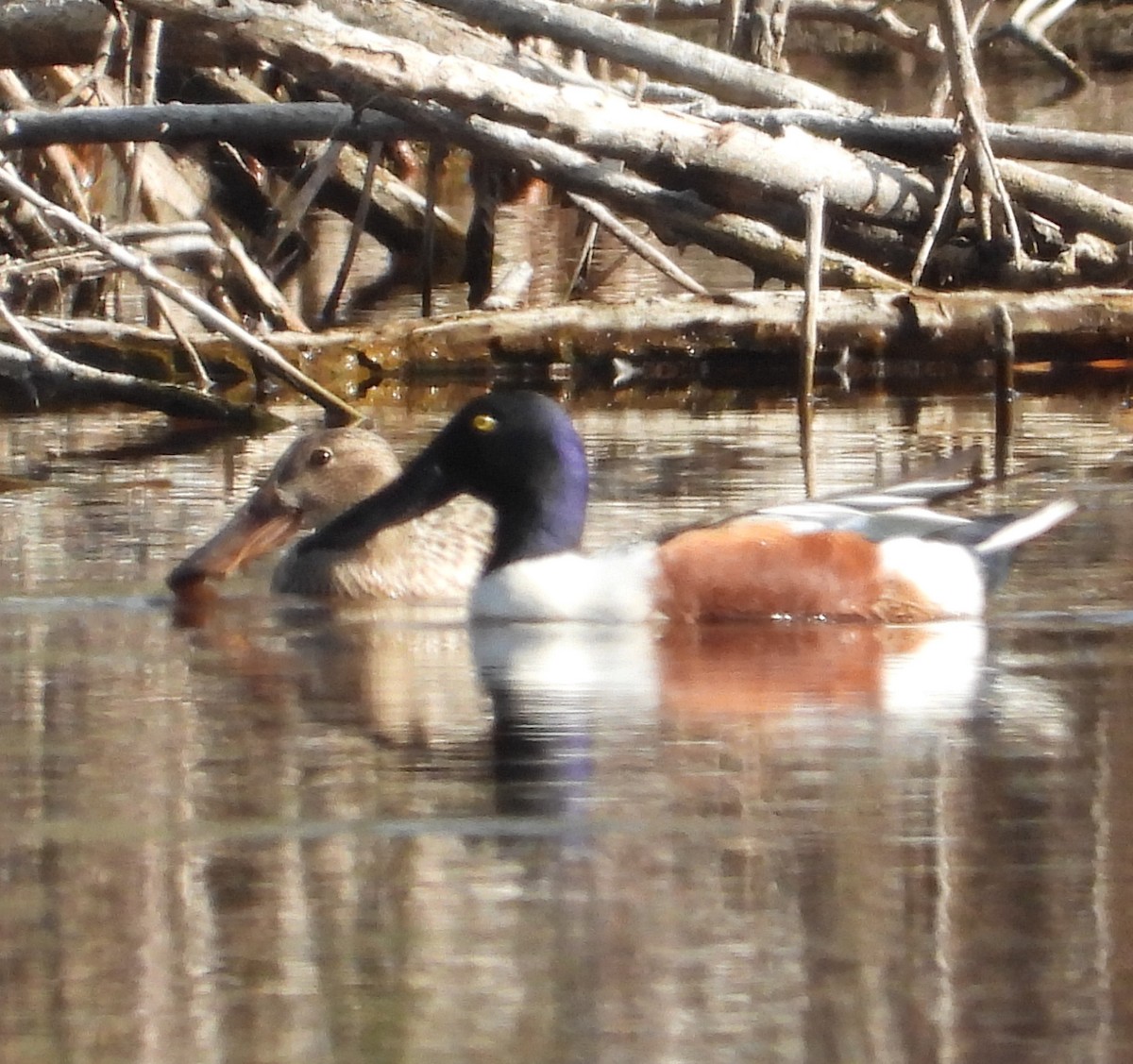 Northern Shoveler - ML323401341