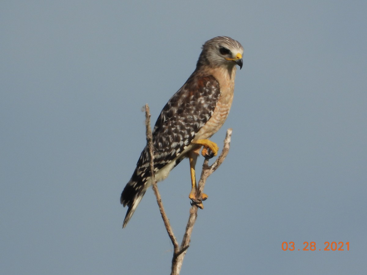 Red-shouldered Hawk - ML323403451