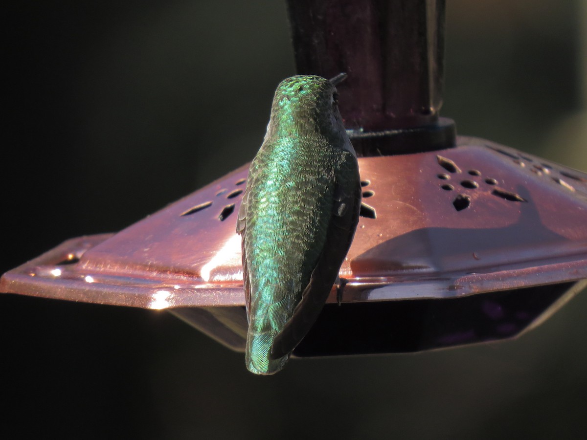 rødmaskekolibri - ML32340351