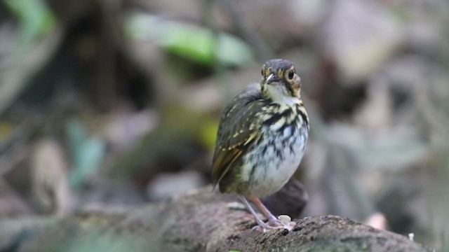 Streak-chested Antpitta - ML323404451