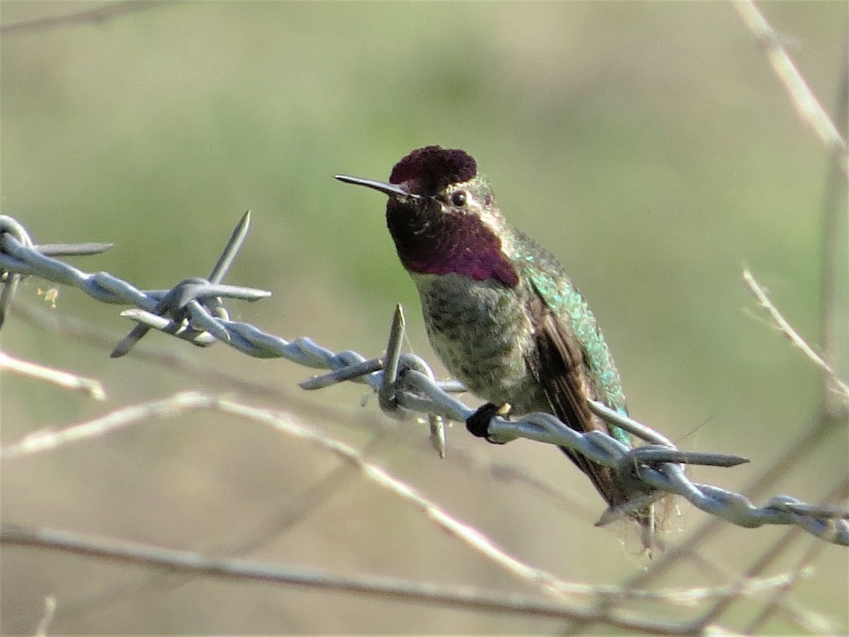 Costa's Hummingbird - ML323405121