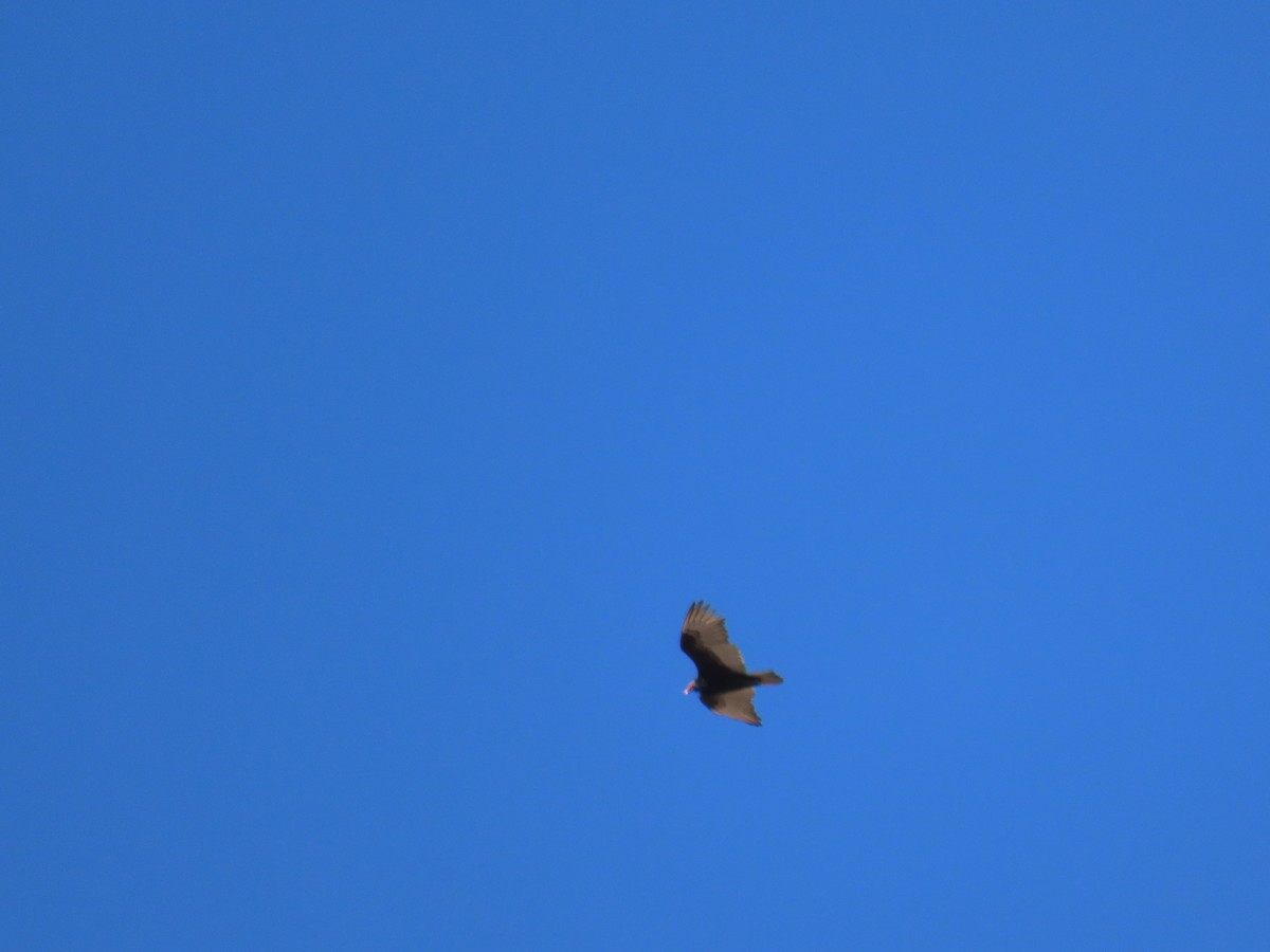 Turkey Vulture - ML323405141