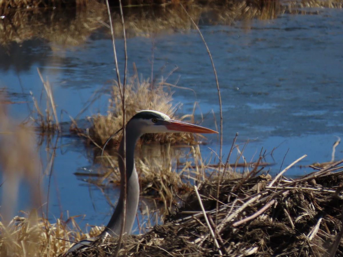 Great Blue Heron - ML323408871