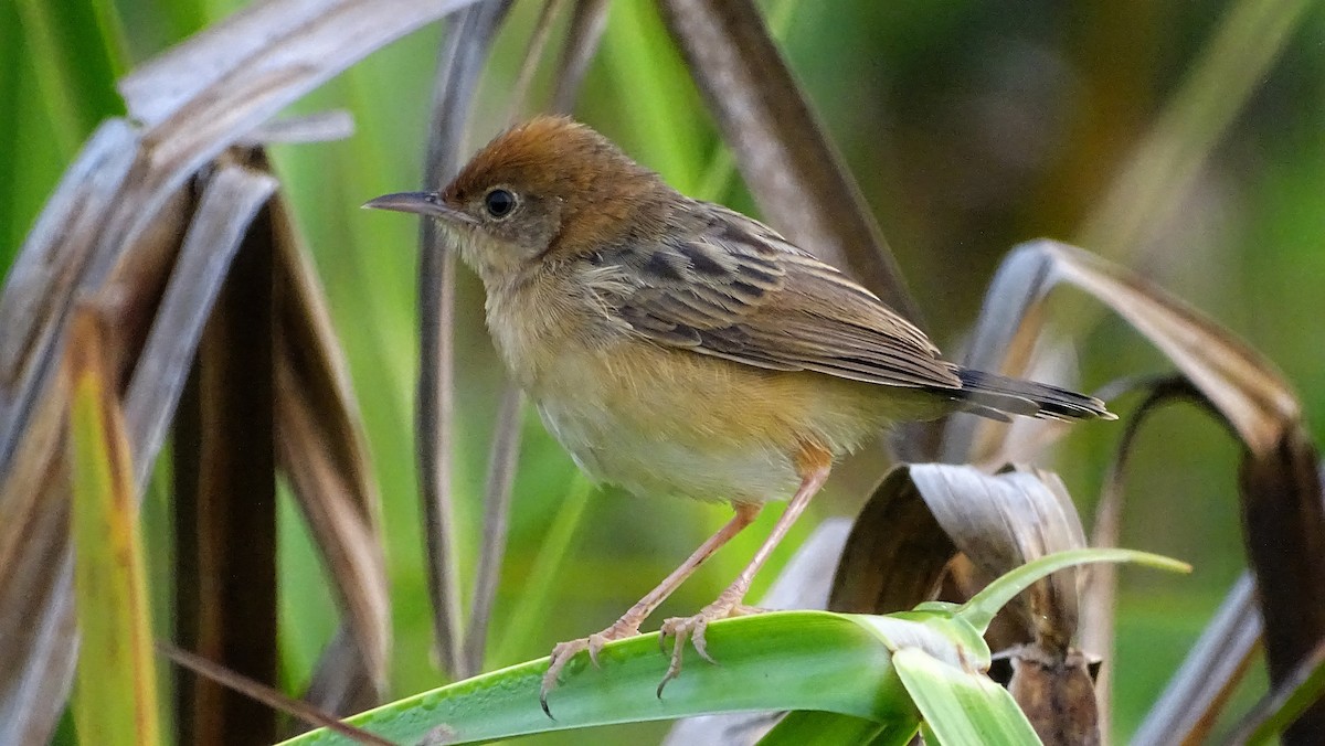 Golden-headed Cisticola - ML323408961