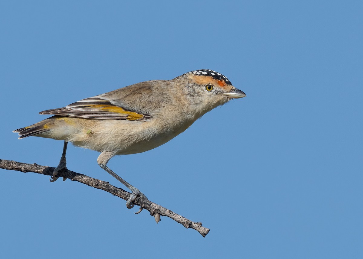 Red-browed Pardalote - ML323410421