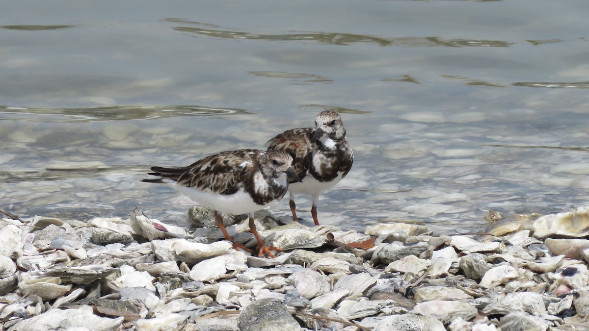 Ruddy Turnstone - ML323412581