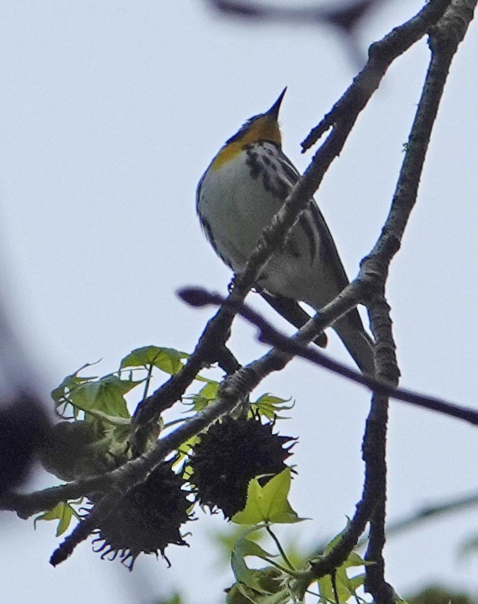 Yellow-throated Warbler - ML323412831