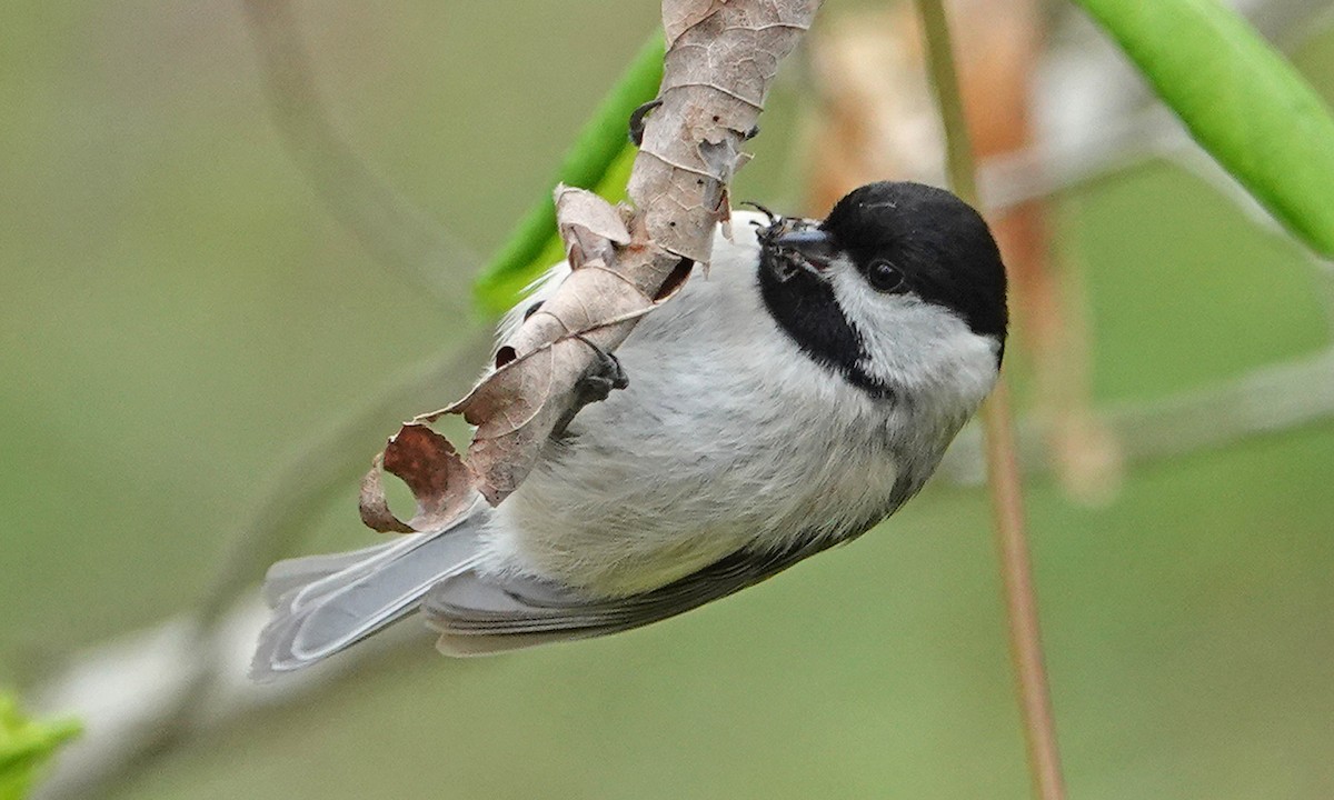 Carolina Chickadee - ML323412911