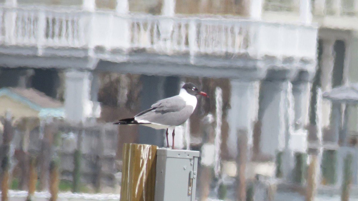 Laughing Gull - ML323413281