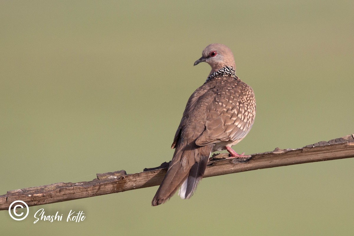 珠頸斑鳩 - ML323414091