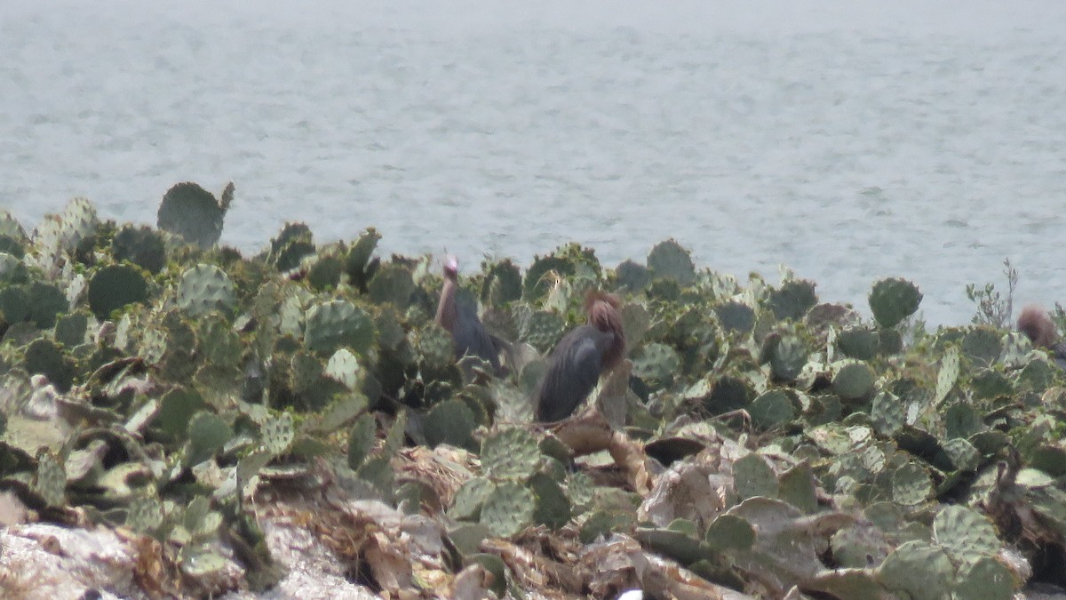 Reddish Egret - ML323416121