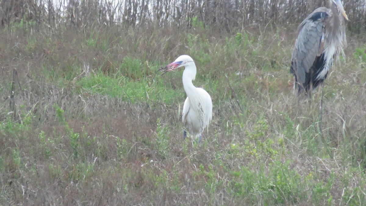 Reddish Egret - ML323416211