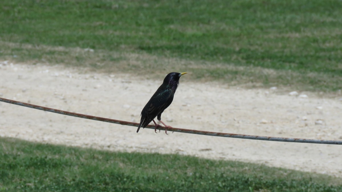 European Starling - ML323416441