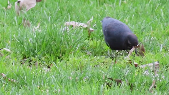 Rusty Blackbird - ML323416521