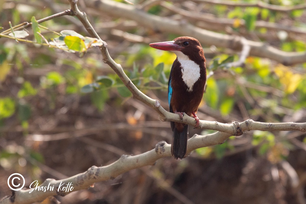 White-throated Kingfisher - ML323416581