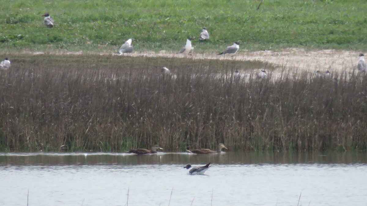 Mottled Duck - Curtis Mahon