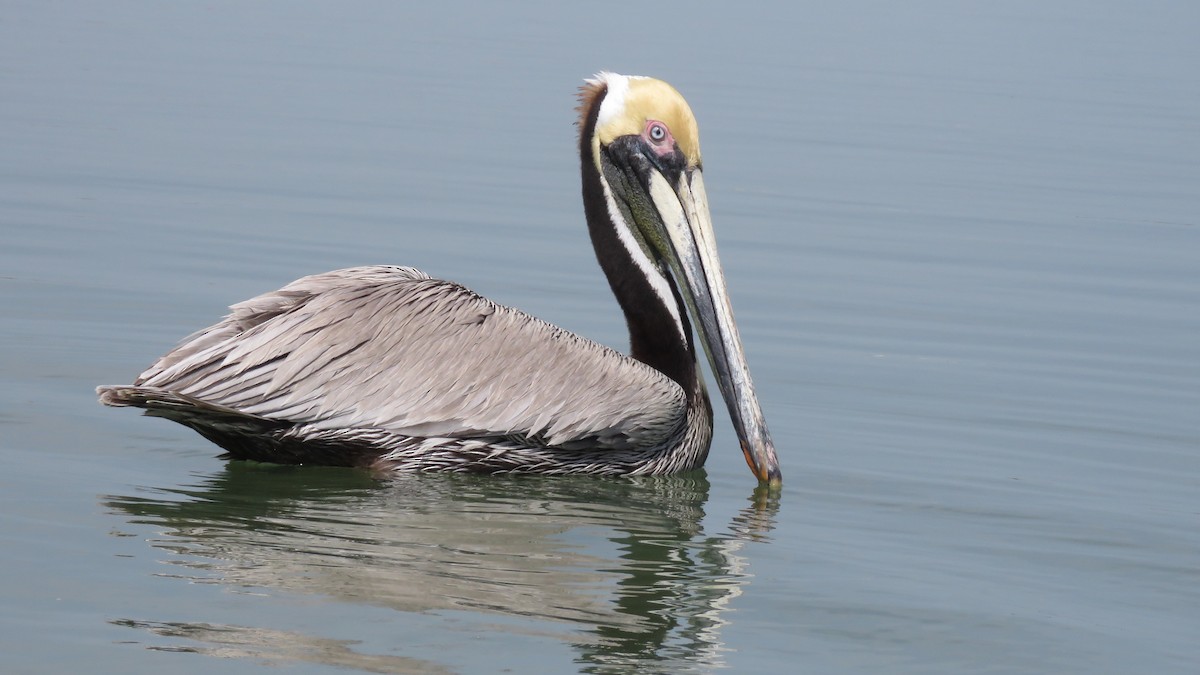 Brown Pelican - ML323416821