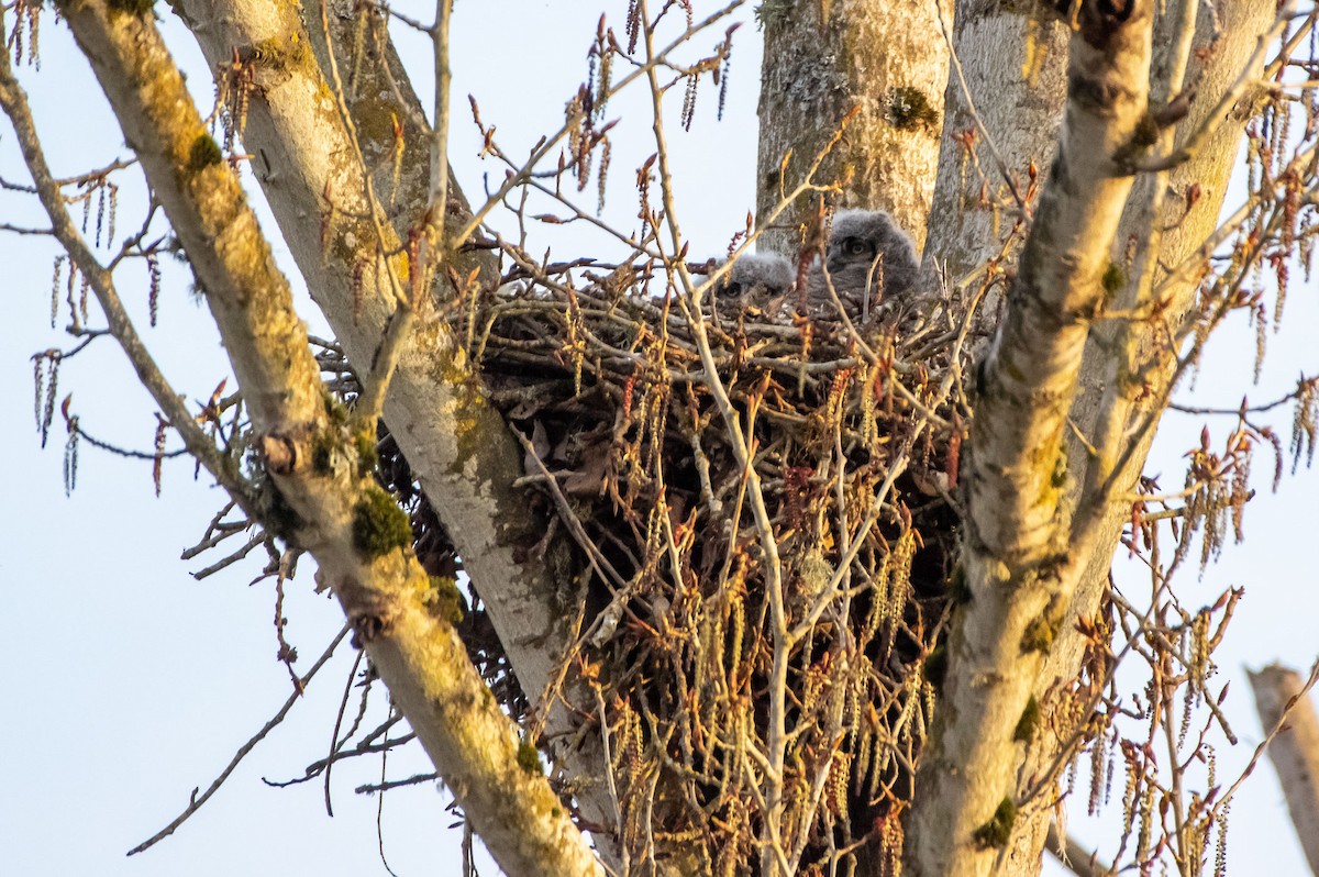 Great Horned Owl - ML323418561