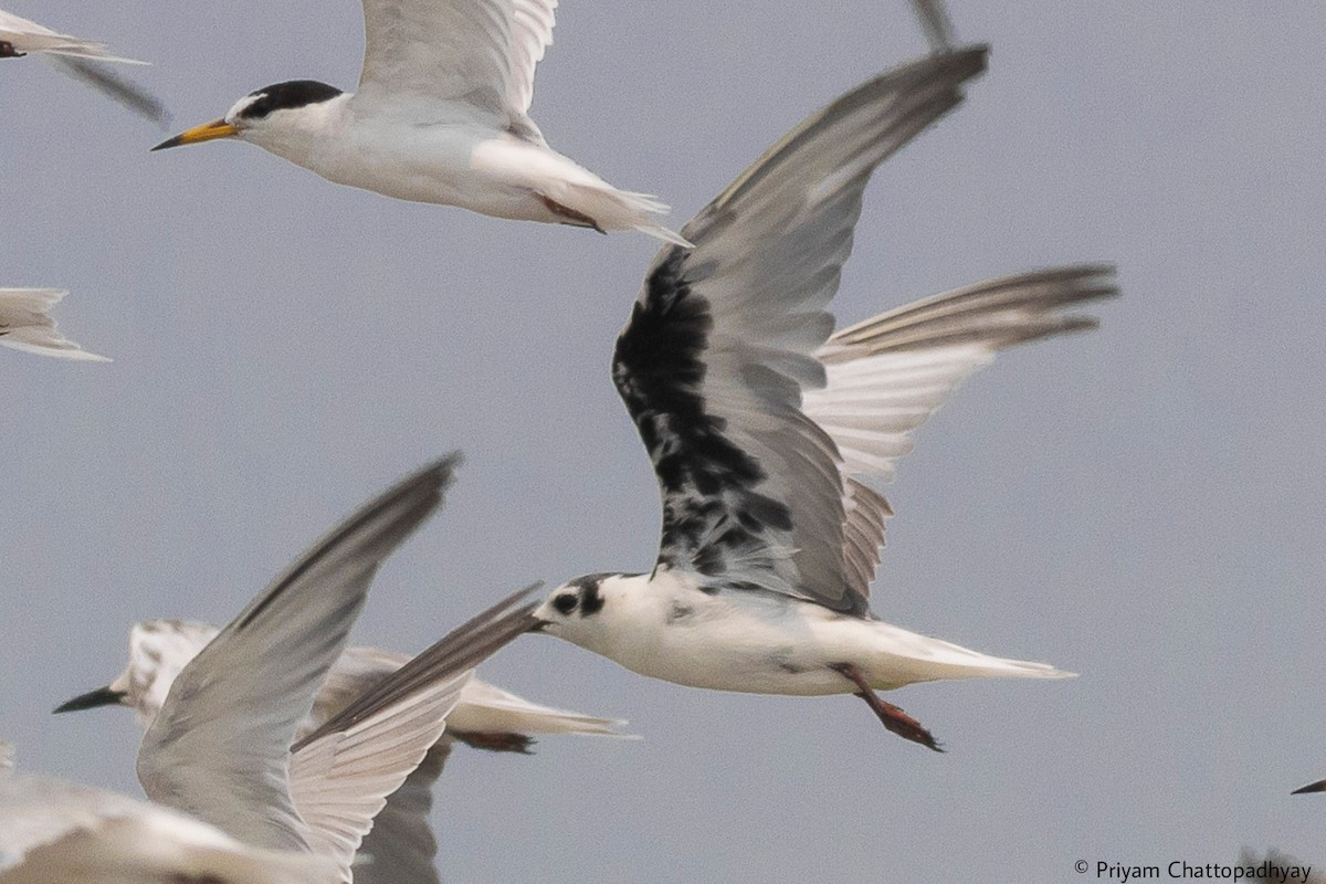 White-winged Tern - Priyam Chattopadhyay