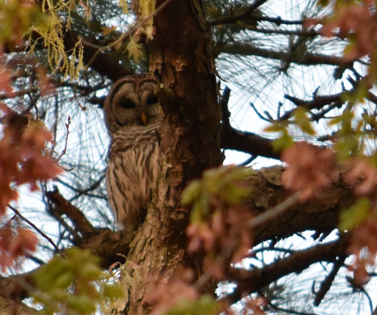 Barred Owl - Jacki Gerber
