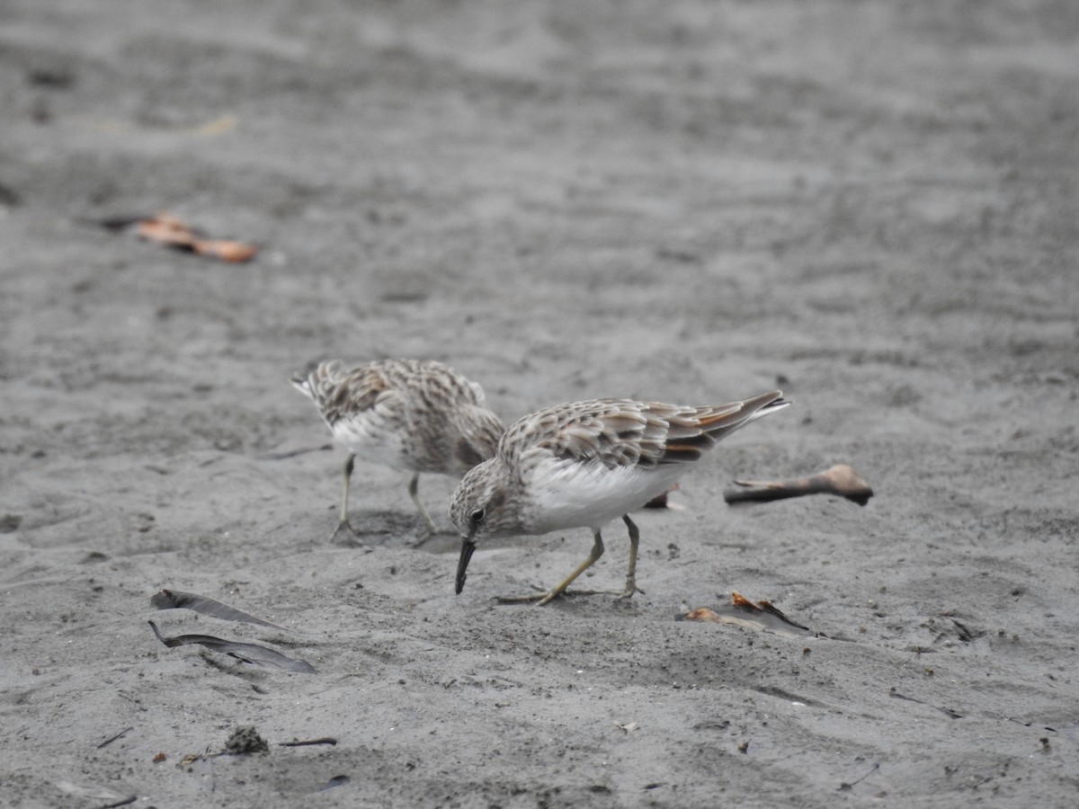 Least Sandpiper - Carlos Mario Wagner Wagner