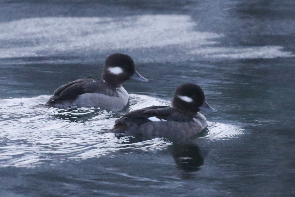 Bufflehead - Cameron Eckert