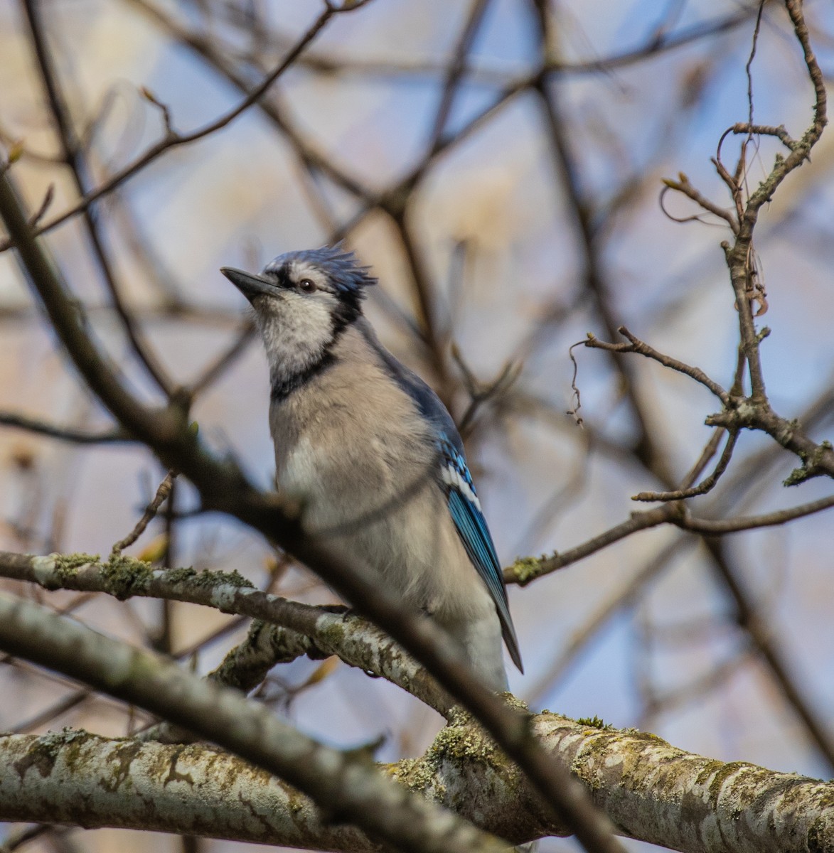 Blue Jay - ML323420821