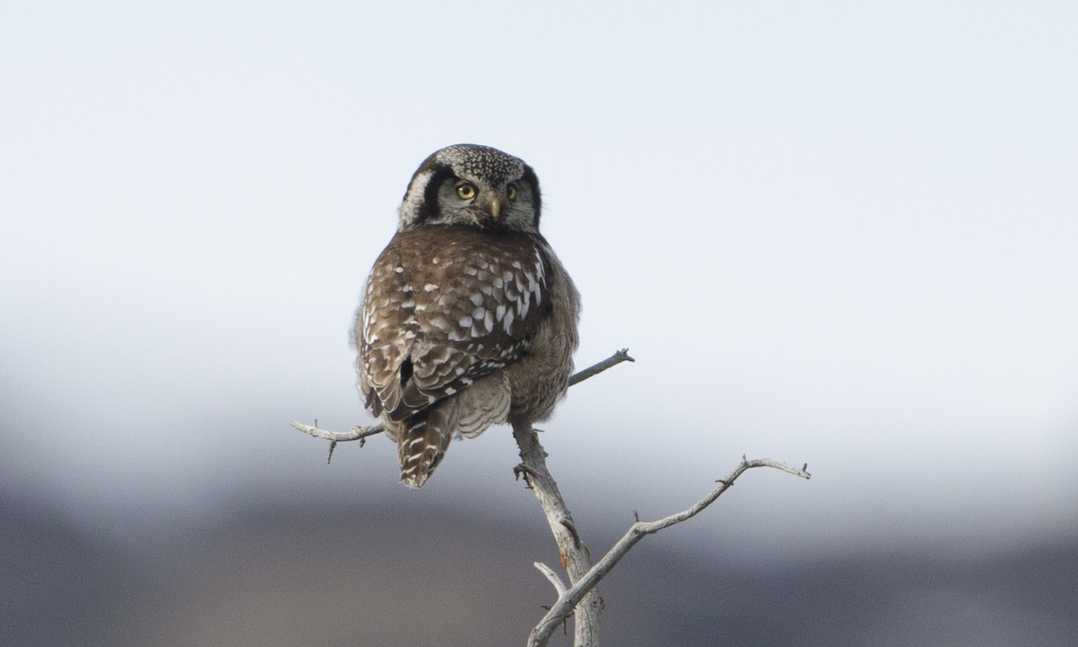 Northern Hawk Owl (American) - Brian Sullivan