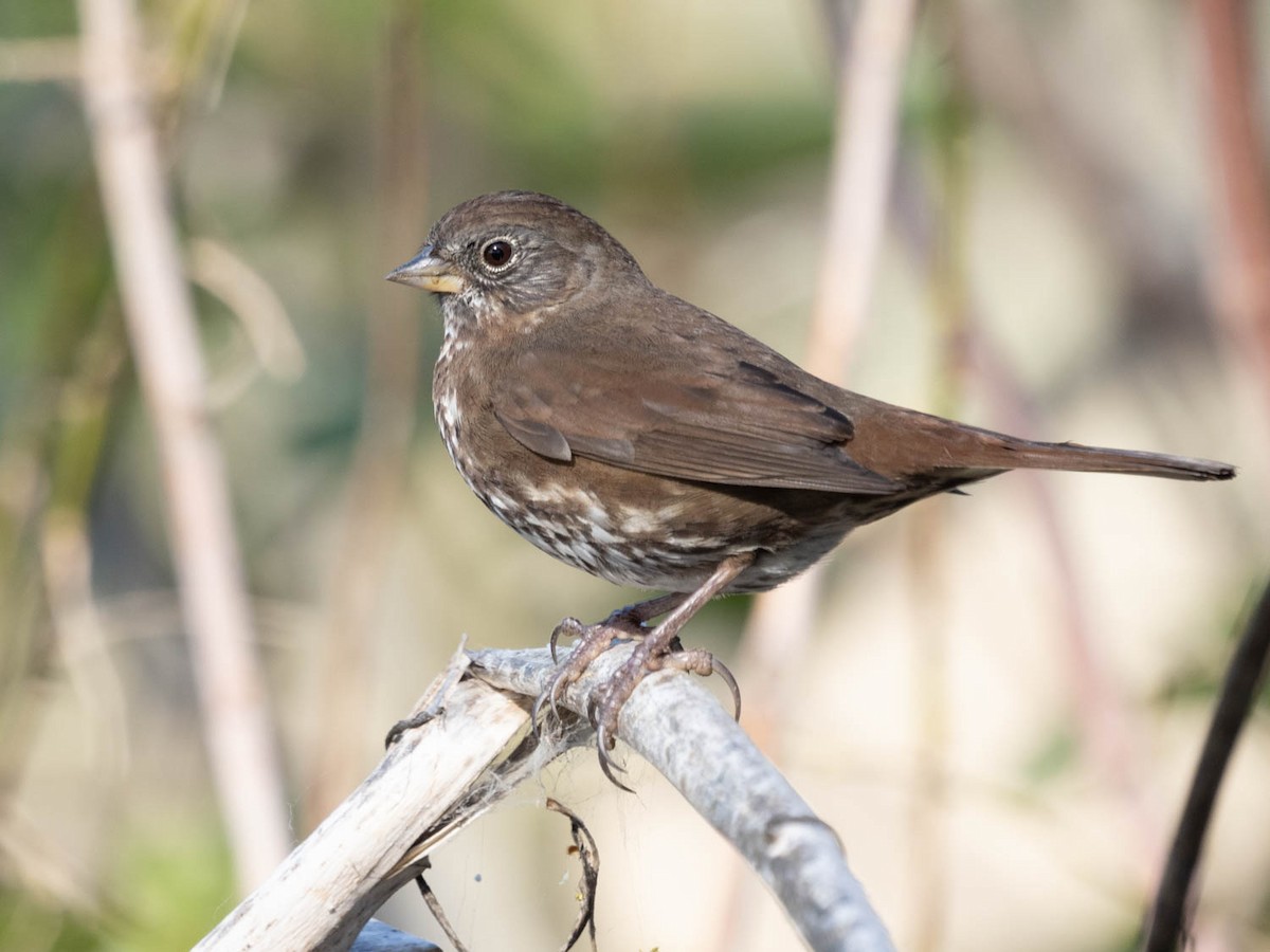 Fox Sparrow - ML323425861