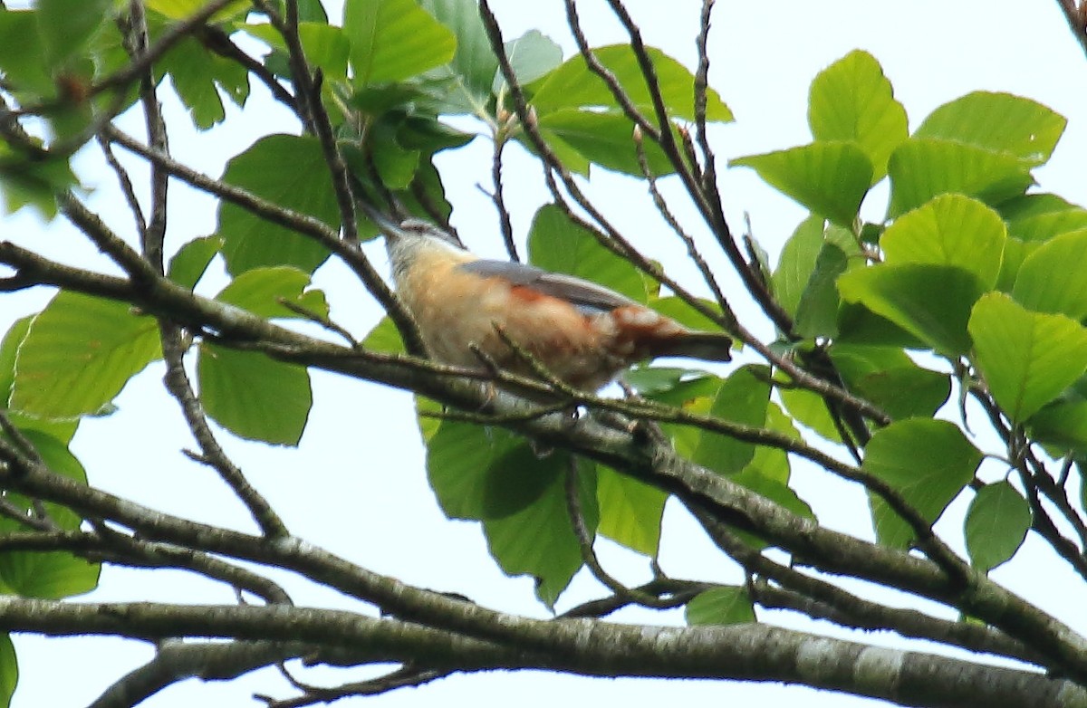 Garrapo eurasiarra - ML323426151