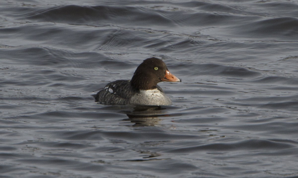 Barrow's Goldeneye - ML32342741