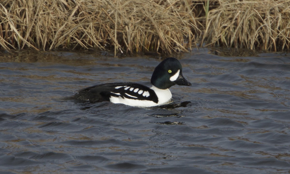 Barrow's Goldeneye - ML32342751