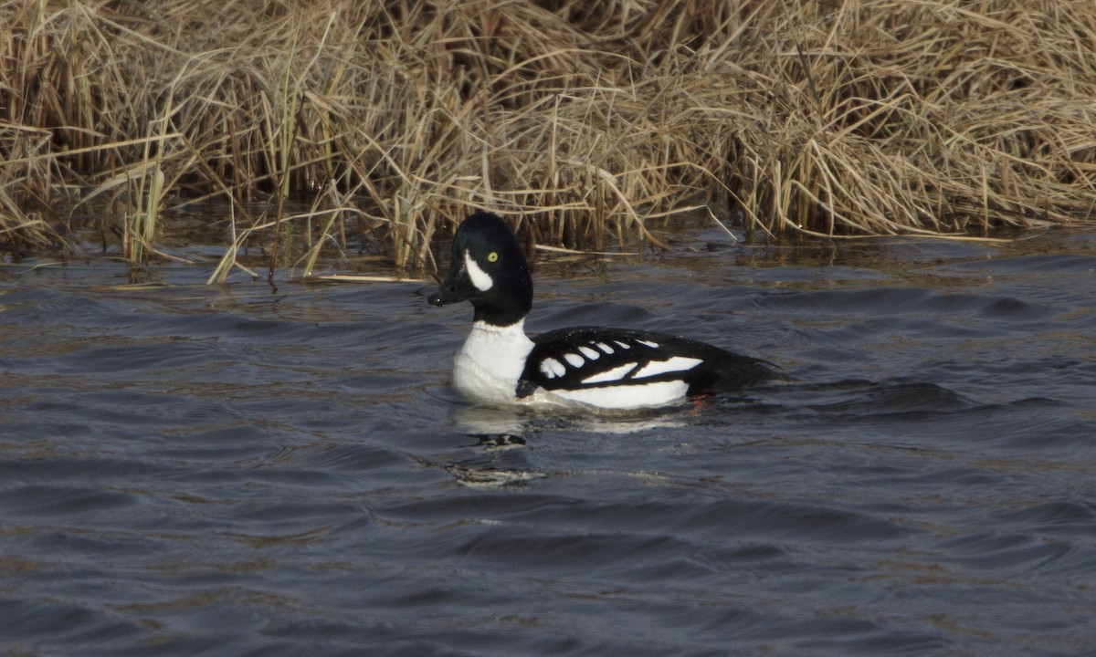 Barrow's Goldeneye - ML32342761