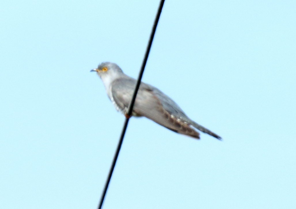 Kuku eurasiarra - ML323428761