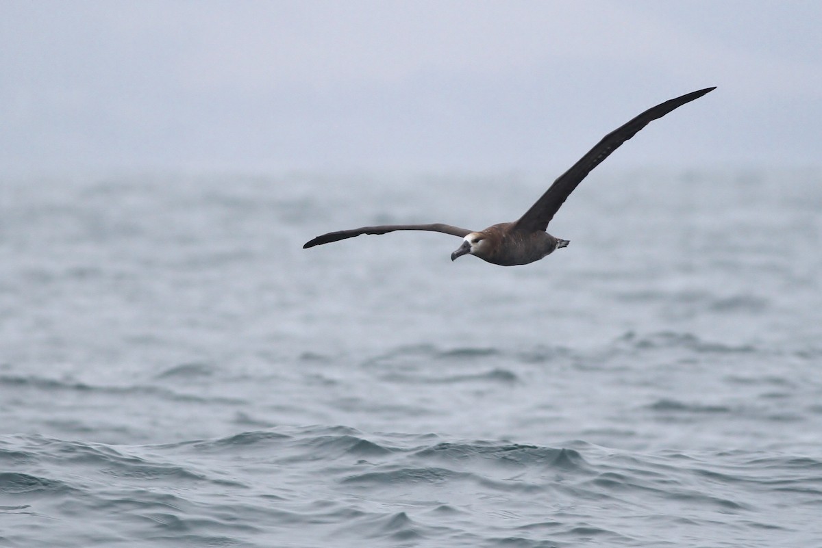 albatros černonohý - ML32342971