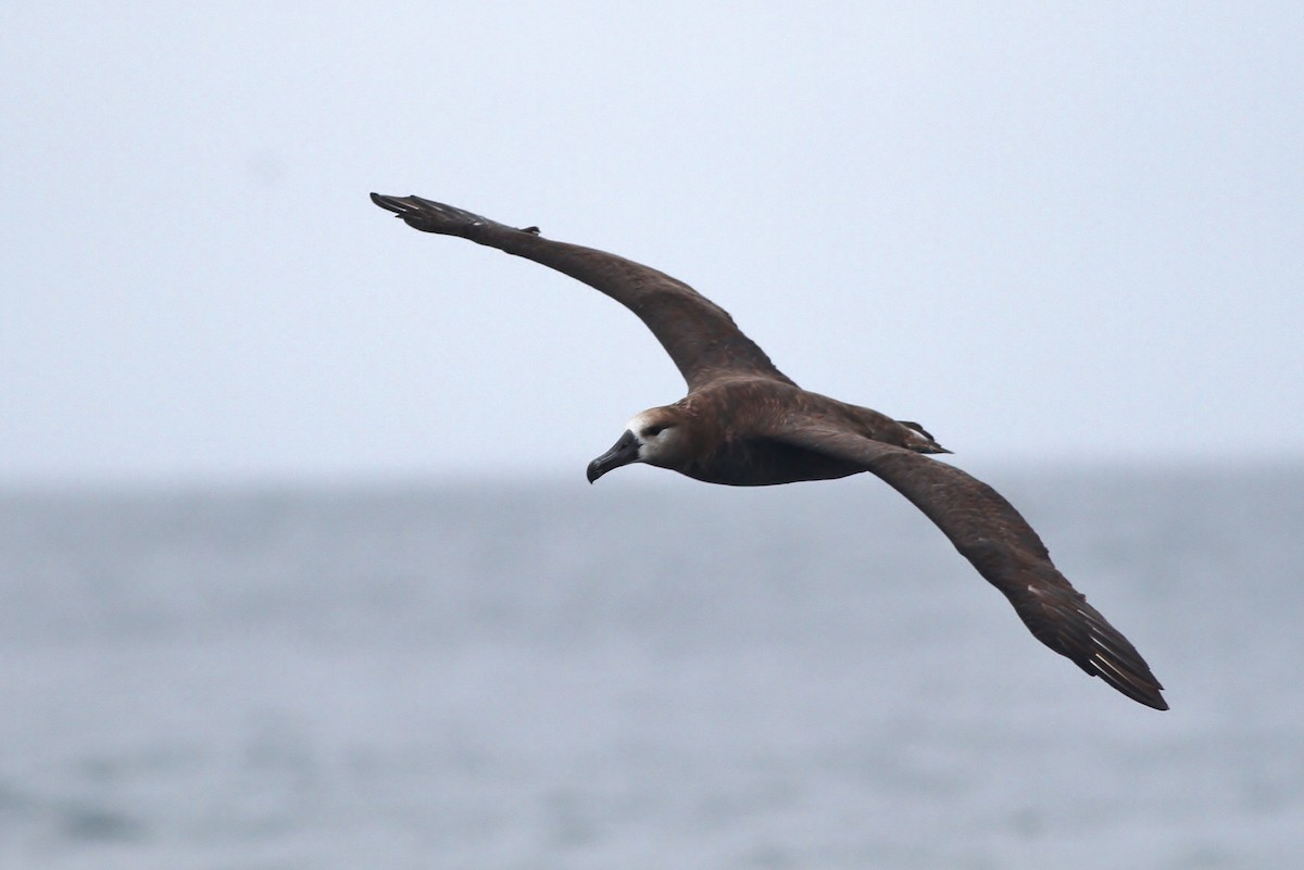 Black-footed Albatross - ML32343001