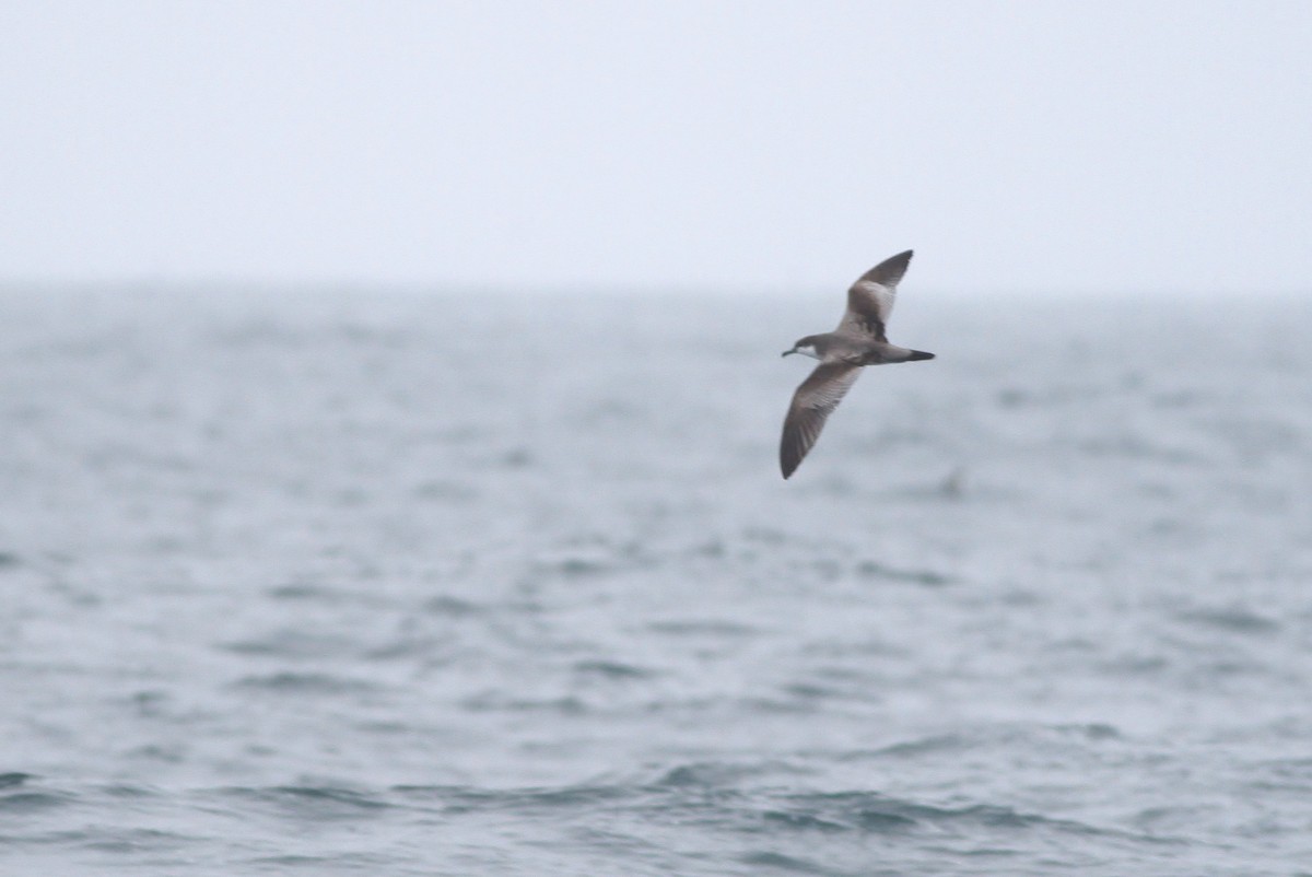 Buller's Shearwater - ML32343041