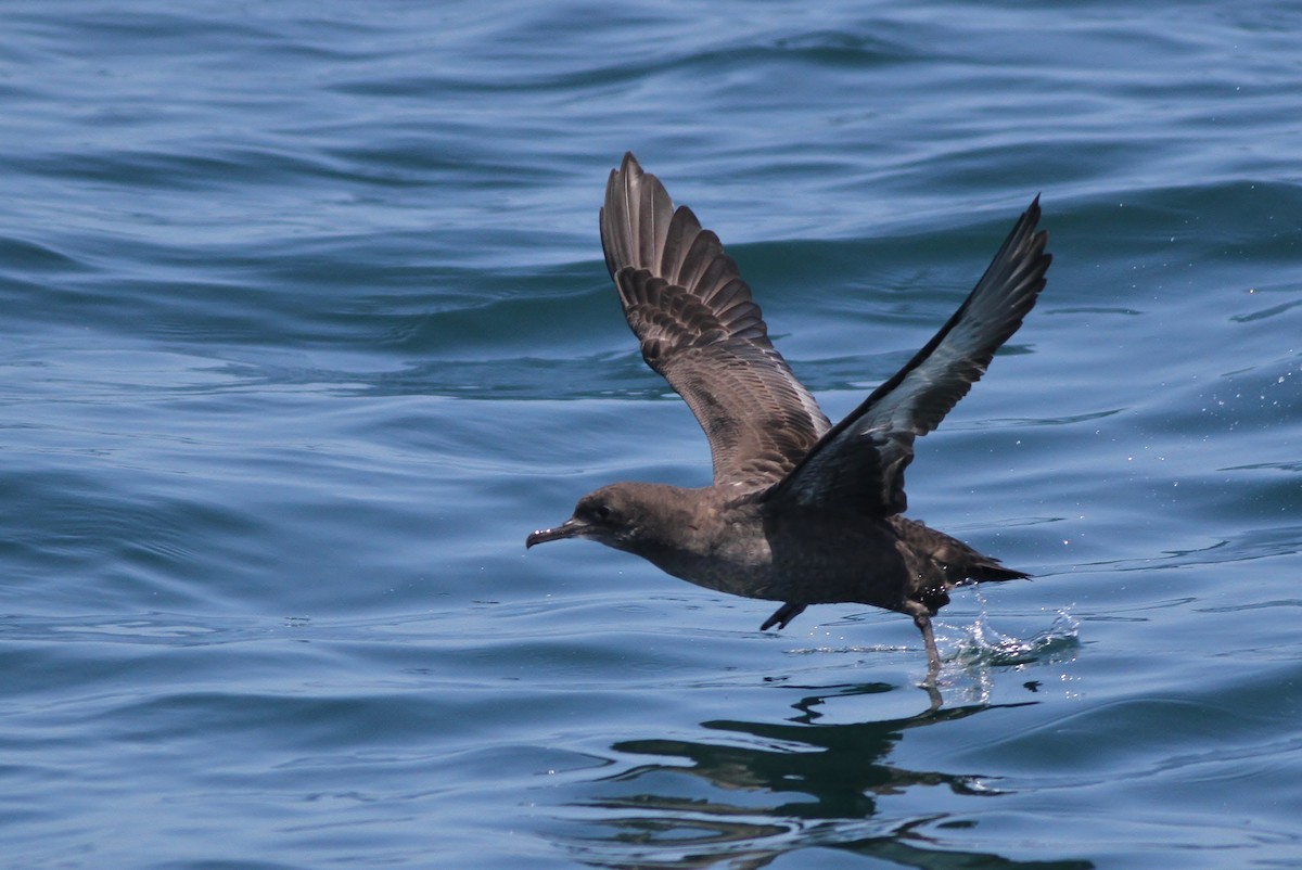 Sooty Shearwater - ML32343091