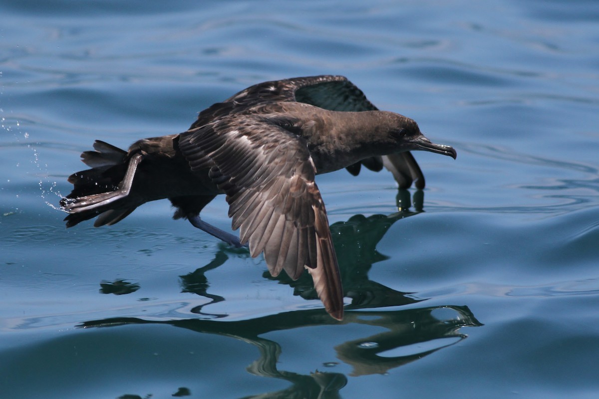 Sooty Shearwater - ML32343101