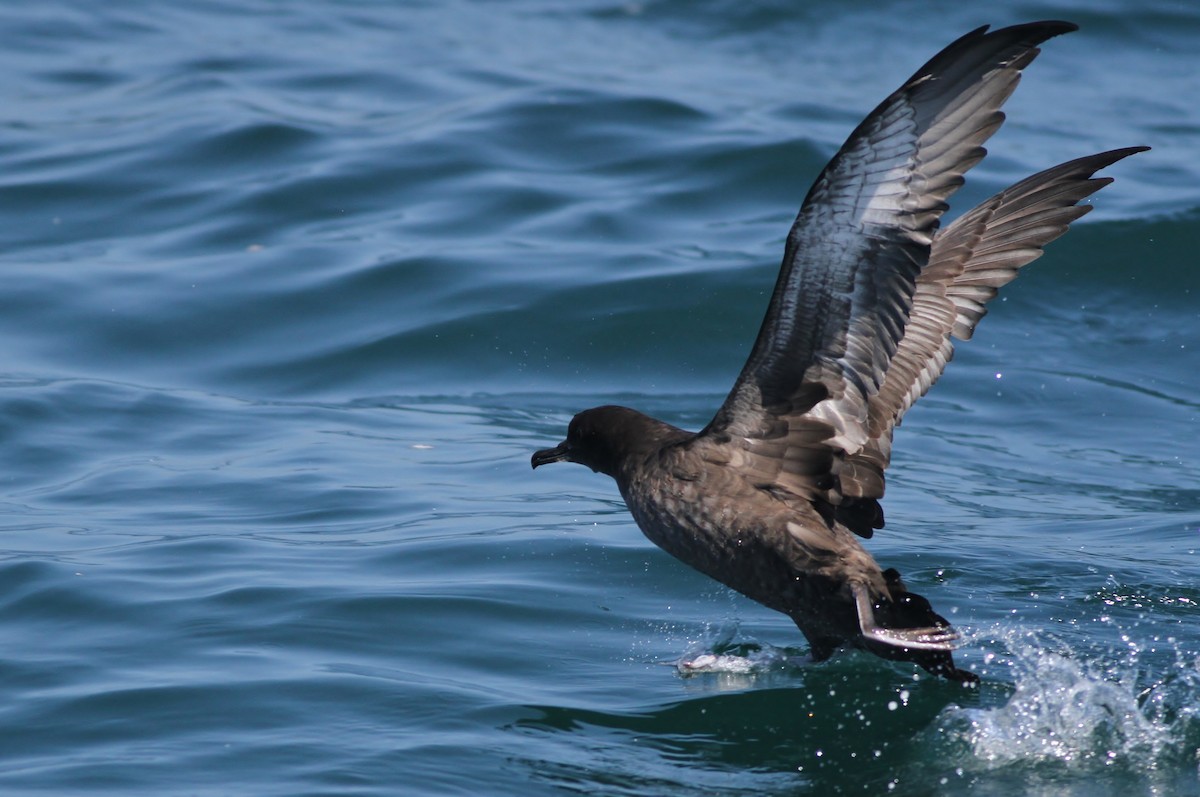 Sooty Shearwater - ML32343111