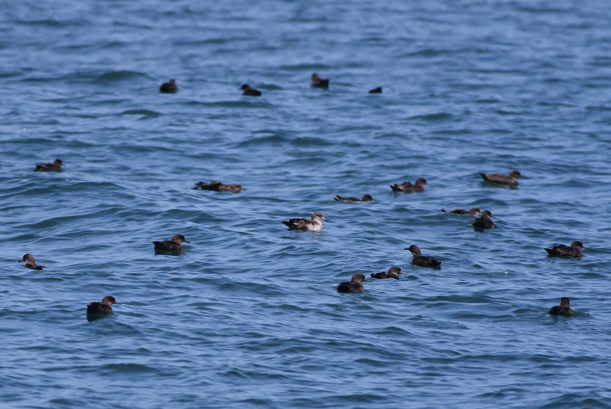 Sooty Shearwater - ML32343121