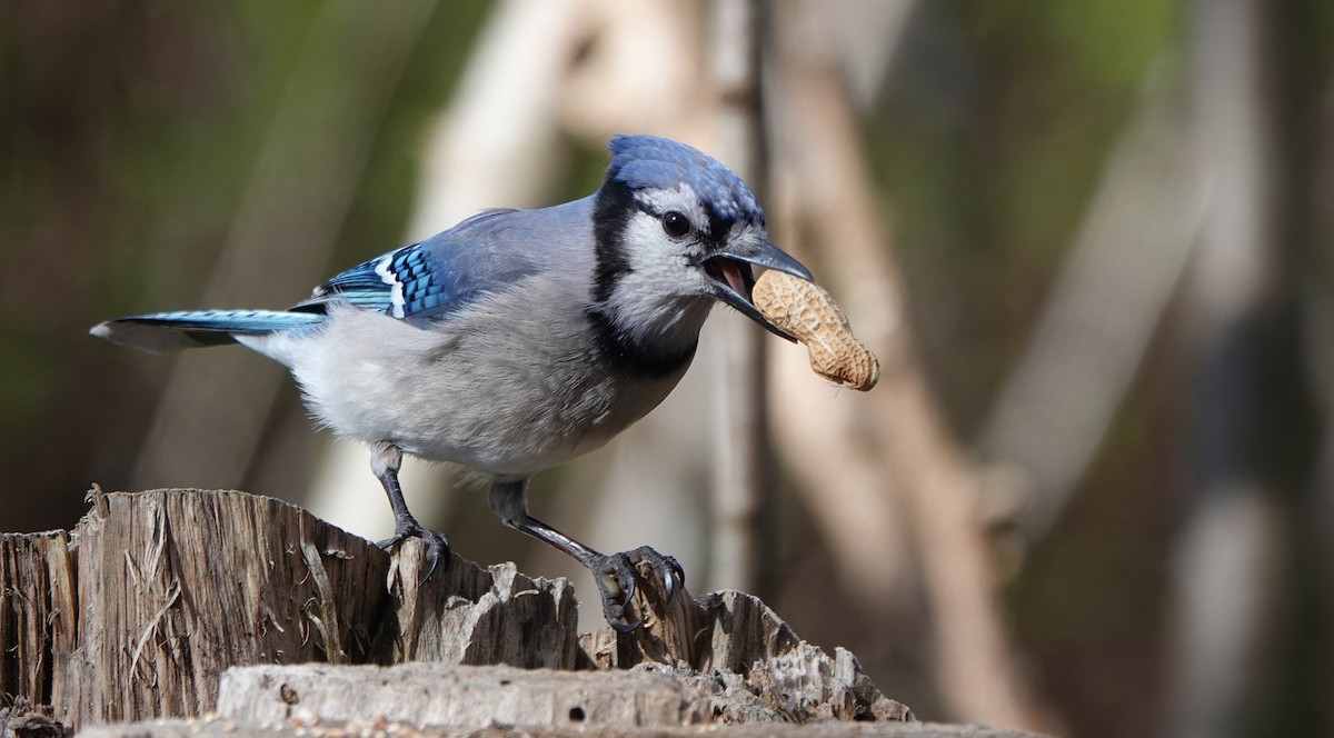 Blue Jay - ML323431571