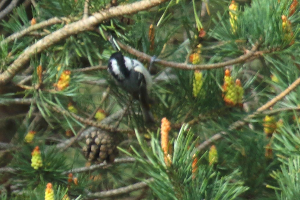 Pinu-kaskabeltza - ML323431581