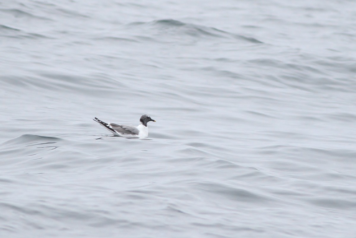 Sabine's Gull - Alex Lamoreaux