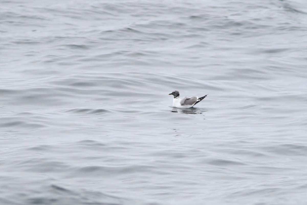 Sabine's Gull - Alex Lamoreaux