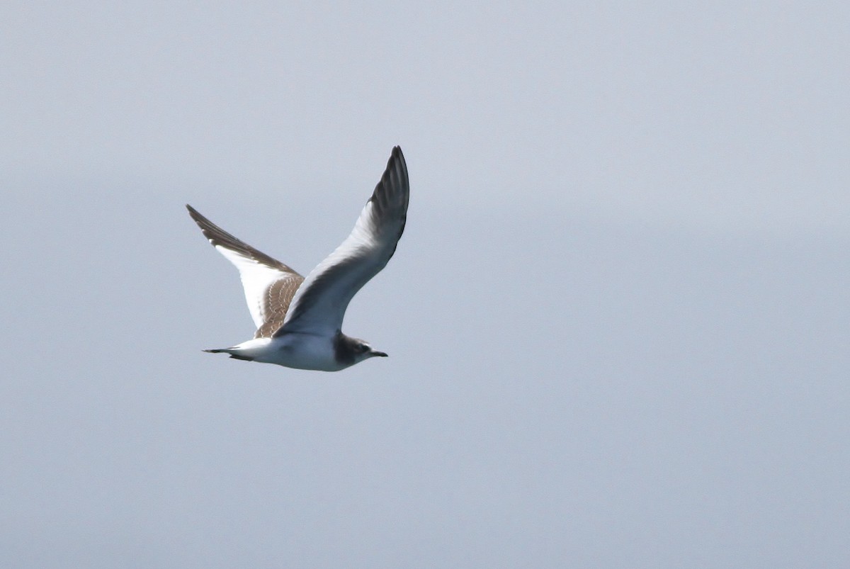 Sabine's Gull - ML32343241