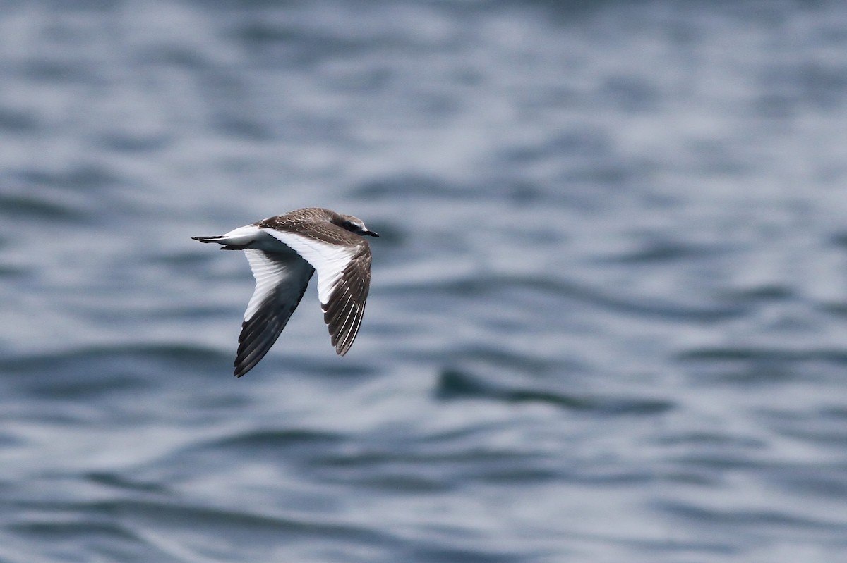 Sabine's Gull - Alex Lamoreaux