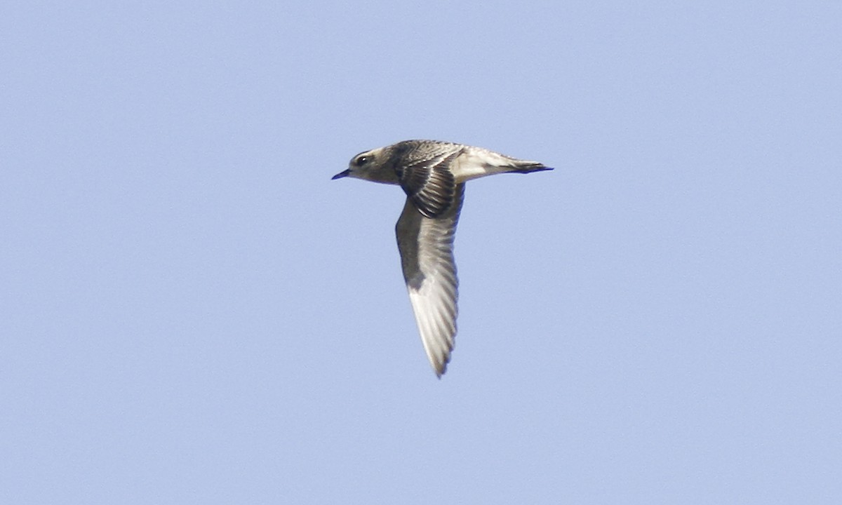 American Golden-Plover - ML32343291